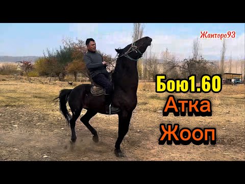 Видео: Улагы Уйуру жооп Тол:+996-502-199-969.  19 ноября 2025 г.