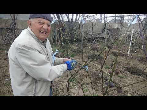 Видео: Бесшипная ежевика Натчез. В гостях у дедушки.