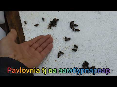 Видео: Замбурпарварӣ. Тарзи зиёд намудани оилаи хурди замбури асал!