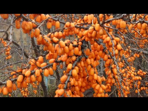 Видео: Советы по выращиванию облепихи