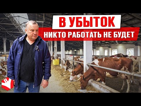 Видео: О себестоимости молока, организации содержания и работе фермера| Обзор хозяйства | Животноводство