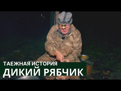 Видео: Дикий рябчик в красноярской тайге // Таежная история / Серия #3