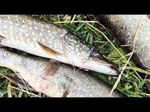 Видео: Белозерск и Белое озеро. Большое рыболовное путешествие!