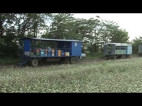 Видео: кочевые пасеки