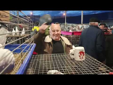 Видео: 08.11.25. Ч. 4 СБОРНАЯ ЯРМАРКА ГОЛУБЕЙ. БРОННИЦЫ