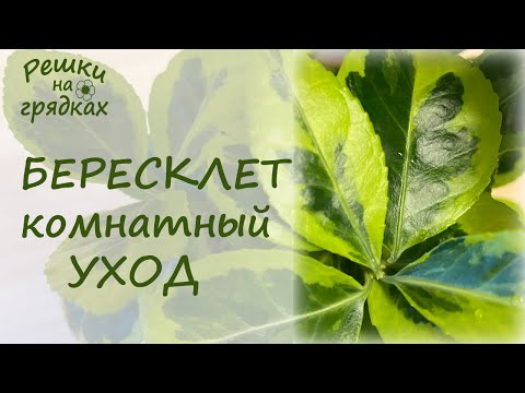 Видео: Бересклет комнатный Тонкости ухода