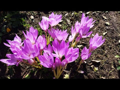 Видео: Осенние крокусы цветут в сентябре, колхикумы или безвременники радуют крупными цветами