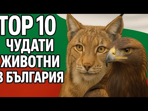 Видео: ТОП 10 чудати животни в БЪЛГАРИЯ