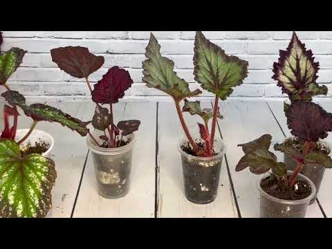 Видео: Детки бегоний на продажу.06.07.2025.