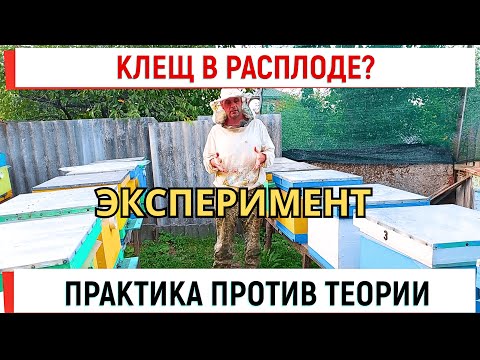 Видео: Клещ в расплоде? Практика против теории. Эксперимент, который вас удивит.