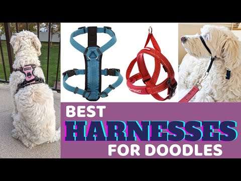 Видео: Лучшие шлейки для дудлов, рекомендованные владельцами и тренерами дудлов (с личными отзывами!)