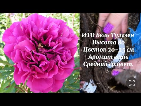 Видео: Распаковка корней пионов N5 от 5 декабря 2024