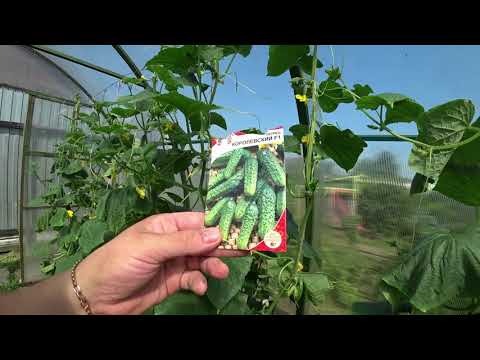 Видео: Обзор огурцов. Сорта, которые мне понравились