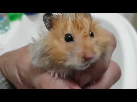 Видео: Чапа вернулся домой