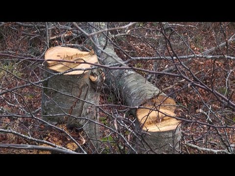 Видео: Само четворица шумочувари ја штитат Скопска Црна Гора од дрвната мафија