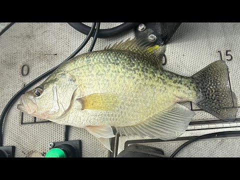 Видео: Осенняя рыбалка на краппи 2025