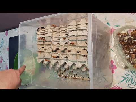 Видео: как я кормлю и содержу кормовые культуры