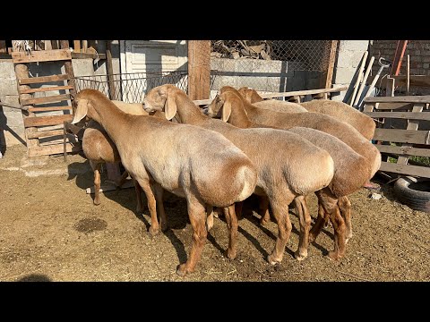 Видео: Гигант койлор сатылат 🖐🏻 80 линия
