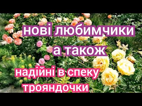 Видео: Нові трояндочки-нове захоплення🥰 спека і шкідники😈 чим підгодувати троянди?