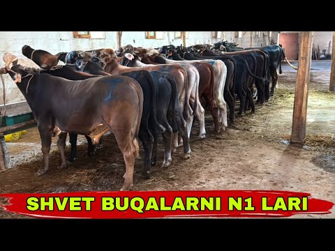 Видео: ISLOMJON ARZONCHIGA SHVET BUQALARNI N1 LARI KELDI✅👍👍👍12 сентября 2025 г.