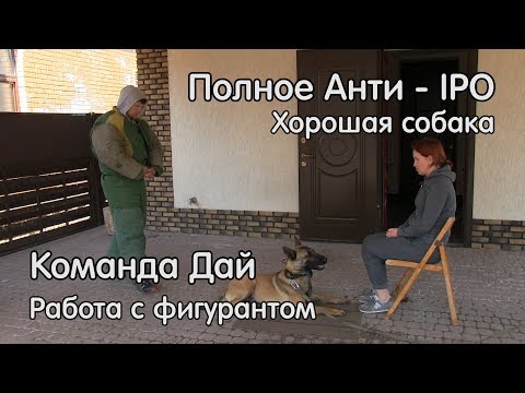 Видео: Полное анти-IPO, малинуа, Команда Дай # 18, работа с фигурантом, собака для охраны,