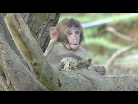 Видео: Детёныши обезьян и маленькие обезьянки японских макак, живущих в горах