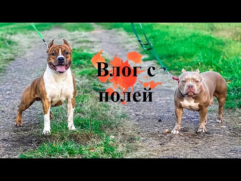 Видео: Влог. Прогулка в полях со стаффом и булли. Делимся полезной информацией