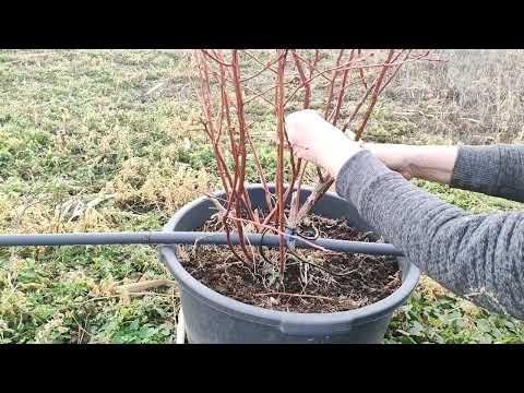 Видео: Ежегодная, ОБЯЗАТЕЛЬНАЯ‼️обрезка голубики 🫐10.02.2024 г.Ставрополь.