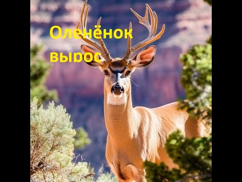Видео: Прошло 2,5 месяца — я поехал навестить оленёнка, которого мы спасли 🦌 | Не поверите, как он вырос!