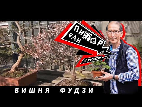 Видео: Создание Бонсай из Вишни Фудзи