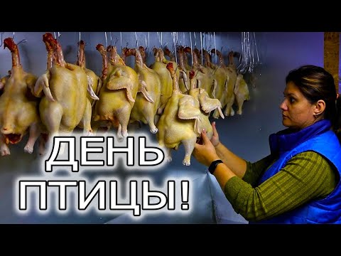 Видео: ЗАБОЙ БРОЙЛЕРОВ.  РАБОТА НАШЕЙ ЛИНИИ ПО ПТИЦЕ