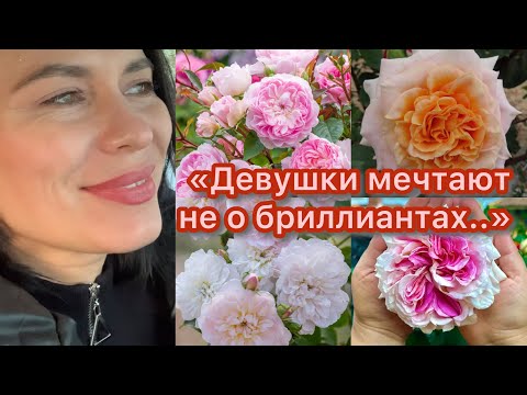 Видео: Новинки Английских роз уже у нас)