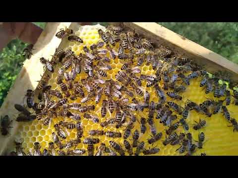 Видео: Влияние воска на засев матки. Как пчёлы отстраивают вощину.