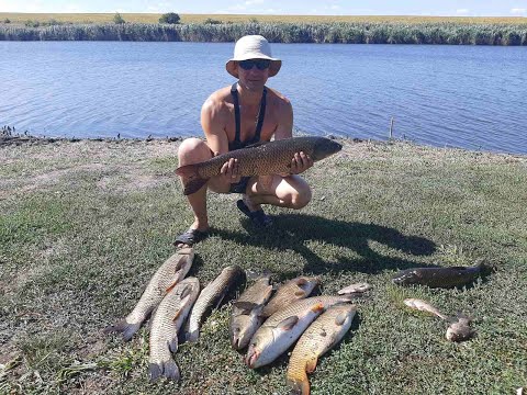 Видео: Риболовля на невеликому ставку в селі Березівка. Ловля коропа та білого амура.
