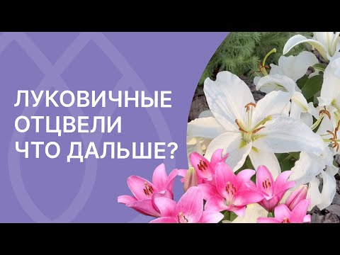 Видео: Уход за лилиями после цветения!