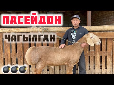 Видео: Алмаз байкенин АРАШАН койлору🤚🏼 ПАСЕЙДОН менен ДРАКУЛАнын ЭЛИТА козулары бар экен