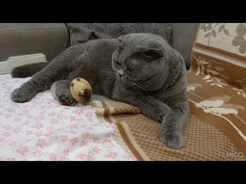 Видео: Красавица кошка Санта и подружка рыбка) Шотландская вислоухая кошка.