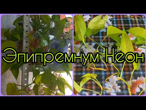 Видео: Неприхотливая и яркая лиана Эпипремнум Неон💚Размножение🌱Грунт💚Омоложение🌱Черенкование💚Укоренение🌱