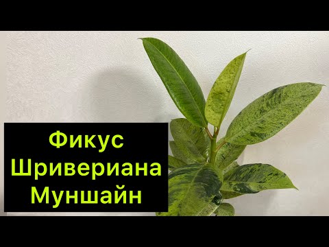 Видео: Мне посоветовали поучить биологию 😆/ Фикус шривериана муншайн/ #фикус