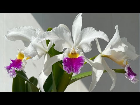 Видео: Его величество Cattleya Harold 'alba'