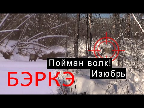 Видео: Пойман волк! "Неправильный" изюбрь.