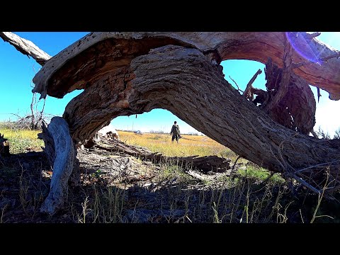 Видео: НА Заливы: В поисках САЗАНА по новым местам, рыбалка на сачок