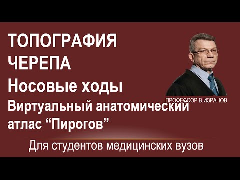 Видео: Топография черепа. Полость носа. Носовые ходы.