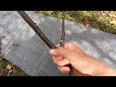 Видео: Избор на калем сега ,при закъсняване-мисията Възможна! За Подобрена копулация и Под кора!