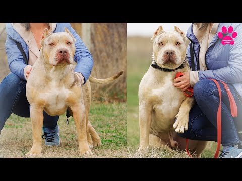 Видео: Конец истории Кинга! Cобака за 1 миллион рублей - уезжает!