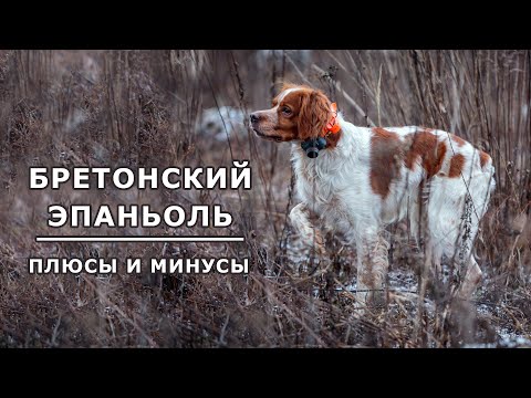 Видео: БРЕТОНСКИЙ ЭПАНЬОЛЬ. Плюсы и минусы породы эпаньоль бретон (бретонский спаниель) BRETONNE EPAGNOLE