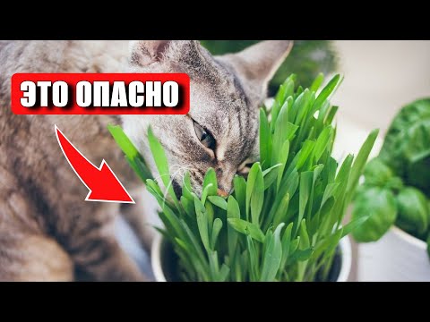 Видео: 15 САМЫХ ОПАСНЫХ ошибок владельцев кошек
