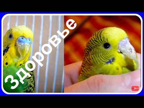Видео: Болезни попугая. Клещ или сухость у волнистого попугая. Профилактика и лечение #птицы