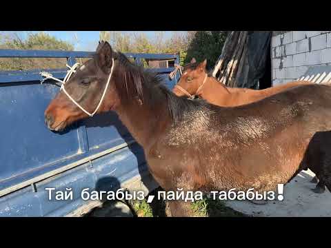 Видео: Тай багабыз, пайда табабыз!