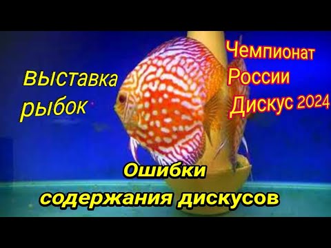 Видео: Выставка рыбок. Чемпионат Дискусоводов. Ошибки содержания Дискусов